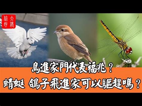 麻雀預兆|【麻雀飛進來】麻雀飛進來？原來是這驚天大好兆頭，千萬別趕牠。